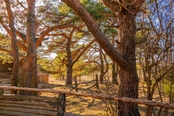 Old pine trees in a rural yard in back sunlight in early spring