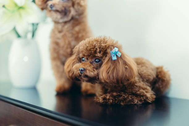 istock Two Lovely Little Teddy Dogs 1142973235