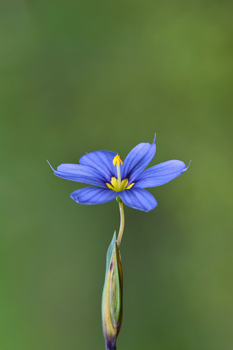 Flor silvestre de Blue-Eyed Grass aislada sobre fondo verde. photo