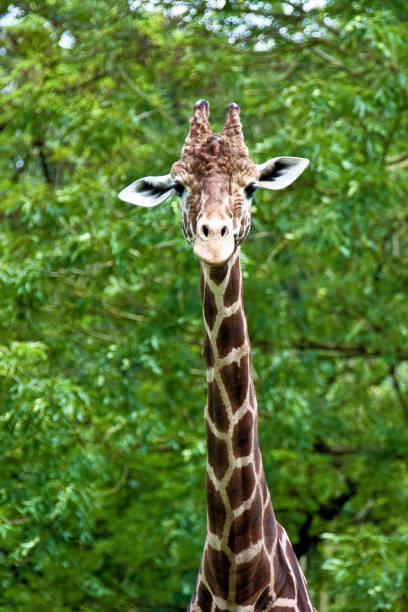 istock The giraffe, Giraffa camelopardalis is an African mammal 1142975355