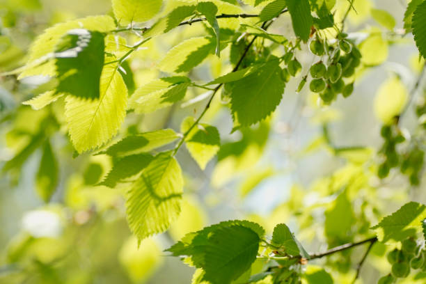 istock Panorama Of Fresh Green Leaves And Sunlight selective focus 1142975416