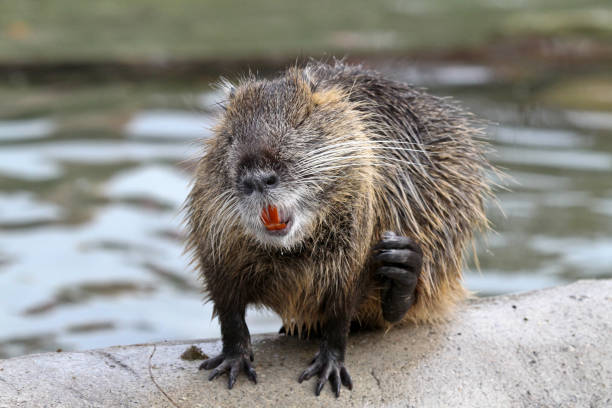 This beaver is quite proud of itself.
