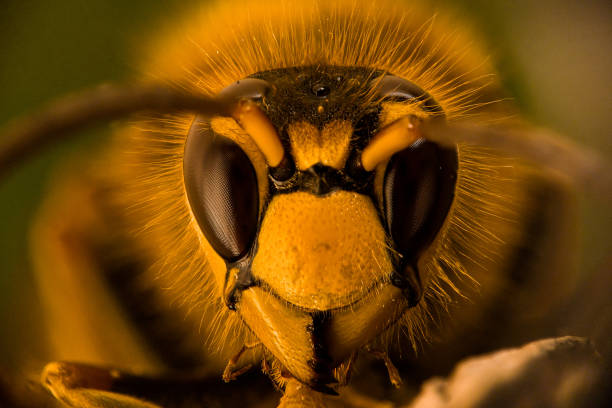 istock Portrait of a wasp 1142975657