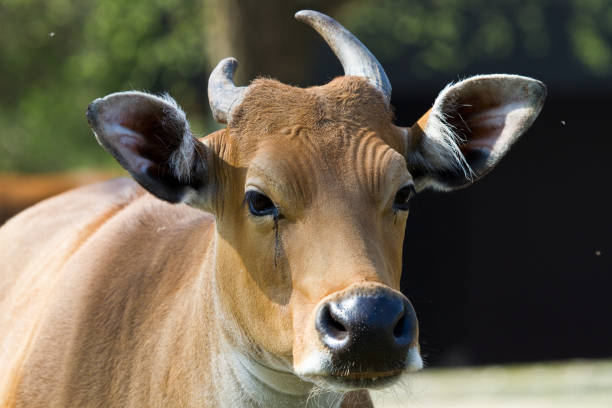 istock Banteng, Bos javanicus or Red Bull is a type of wild cattle. 1142975706