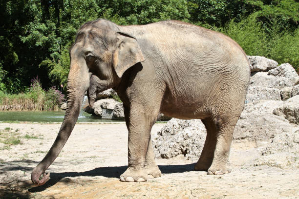 istock The Asian elephant, Elephas maximus also called Asiatic elephant 1142977031