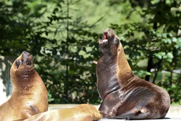 Photo of The South American sea lion, Otaria flavescens in the zoo