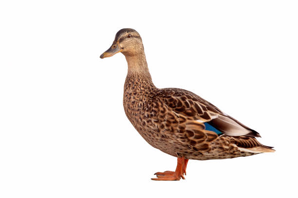 istock Brown Mallard Duck Anas platyrhynchos isolated on white background. 1142977623
