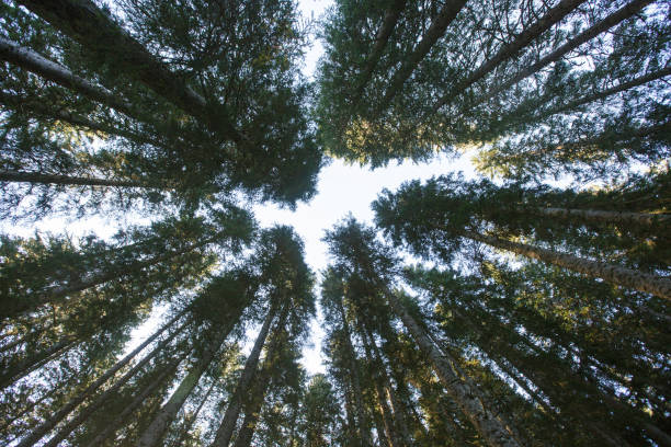 istock Forest canopy of dense spruce forest against blue sky, unique view from below. 1142977872