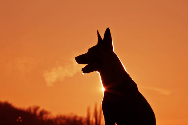 istock Silhouette dog on sunset 1142977910