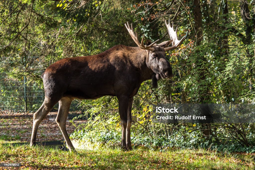 European Moose, Alces alces, also known as the elk European Moose, Alces alces, also known as the elk. Wild life animal. Moose Stock Photo
