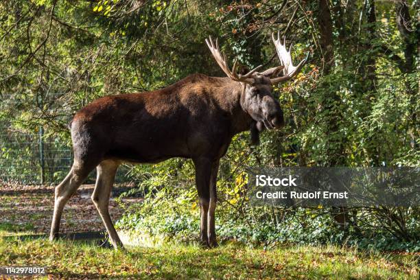 European Moose Alces Alces Also Known As The Elk Stock Photo - Download Image Now - Moose, Europe, Bull - Animal