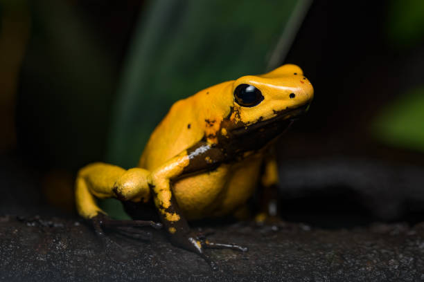 istock Golden poison frog 1142979328