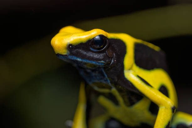 istock Dyeing poison arrow frog 