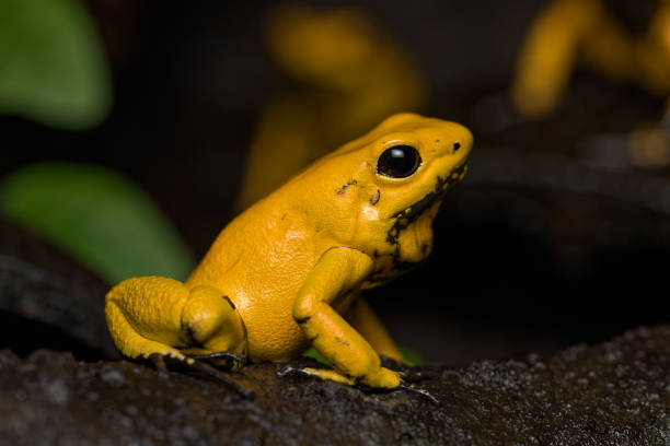 istock Golden poison frog 1142979366