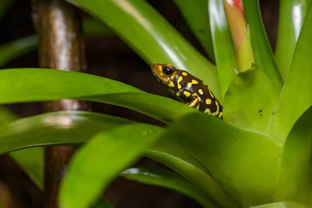 Harlequin poison dart frog in a bromeliad
