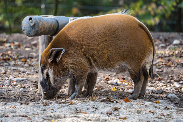 istock Red river hog, Potamochoerus porcus, also known as the bush pig. 1142979384