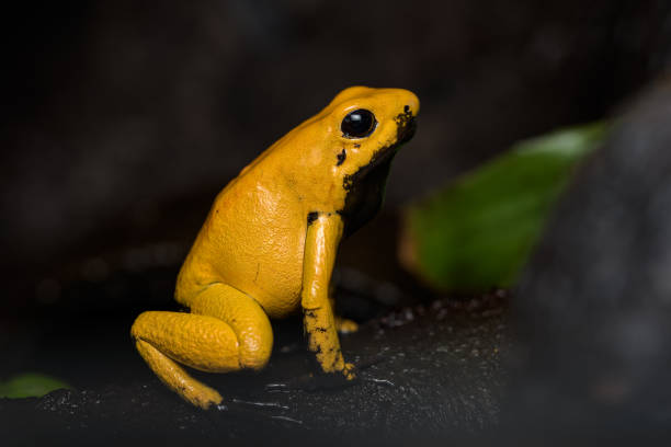 istock Golden poison frog 1142979387