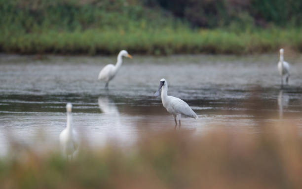 istock Water bird : adult Black-faced spoonbill (Platalea minor) 1142980224