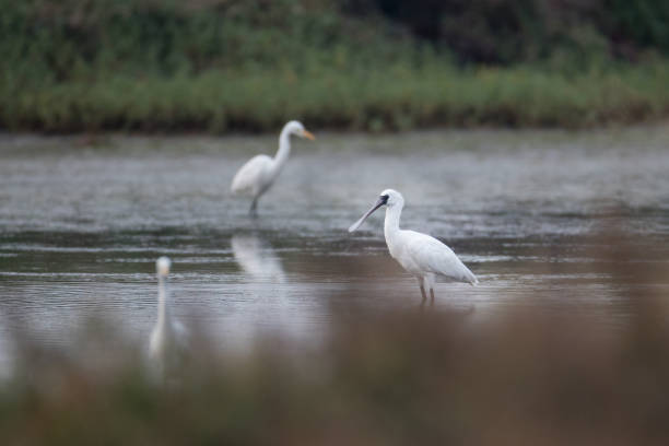 istock Water bird : adult Black-faced spoonbill (Platalea minor) 1142980231