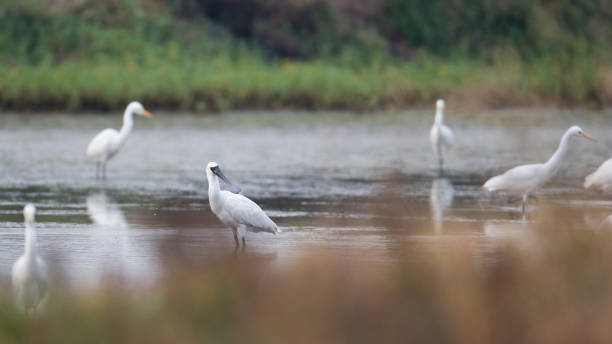 istock Water bird : adult Black-faced spoonbill (Platalea minor) 1142980266