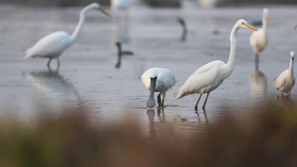 istock Water bird : adult Black-faced spoonbill (Platalea minor) 1142980292