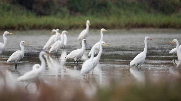istock Water bird : adult Black-faced spoonbill (Platalea minor) 1142980313