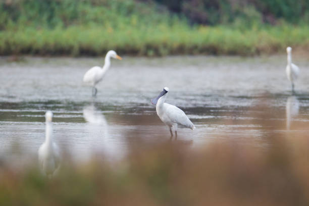 istock Water bird : adult Black-faced spoonbill (Platalea minor) 1142980367