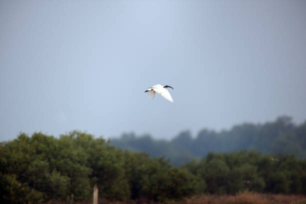 istock Black-headed ibis (Threskiornis melanocephalus 1142980680