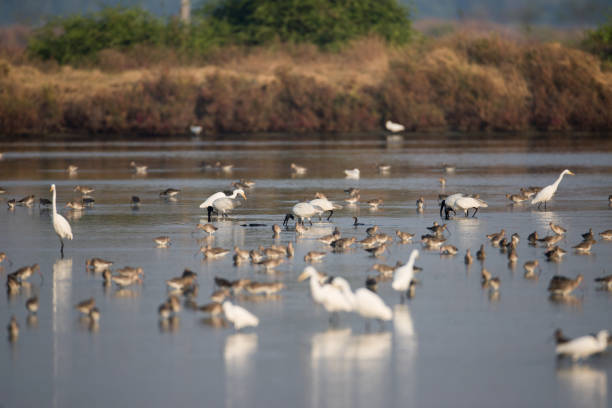 Adult Black-headed ibis (Threskiornis melanocephalus), low angle view, side shot, foraging with flock of shorebirds on mud flats in salt field in the morning at Ban Laem, Pak Thale, Phetchaburi province lower central of Thailand.