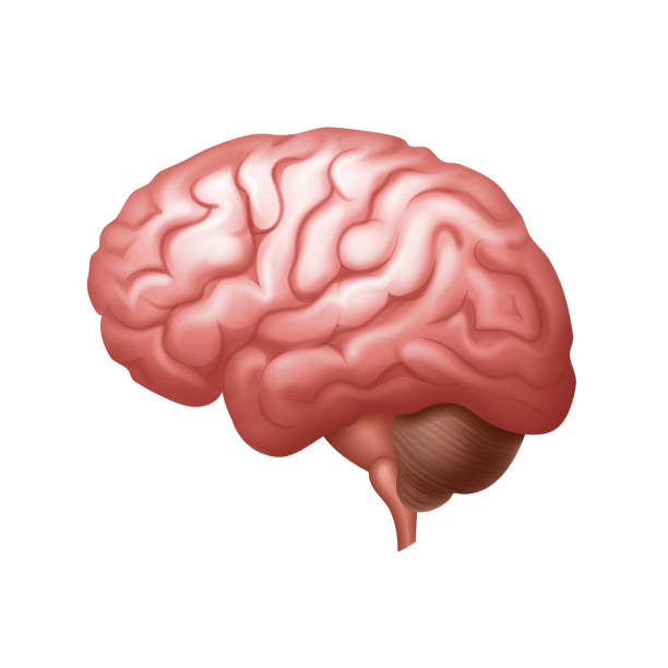 Vector pink human brain side view close up isolated on background Vector pink human brain side view close up isolated on white background midbrain illustrations stock illustrations