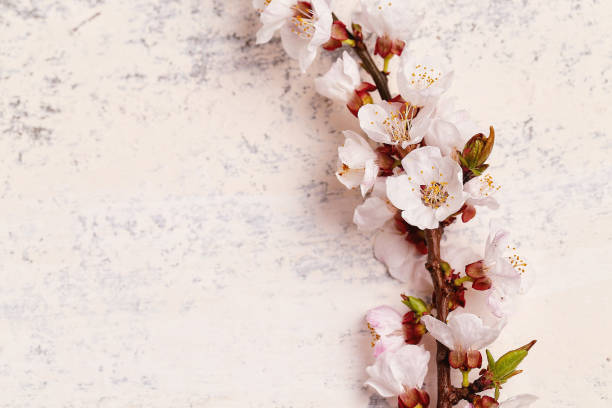 istock Twig of flowering apricot 1142982297