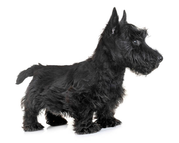 istock puppy scottish terrier 1142983353
