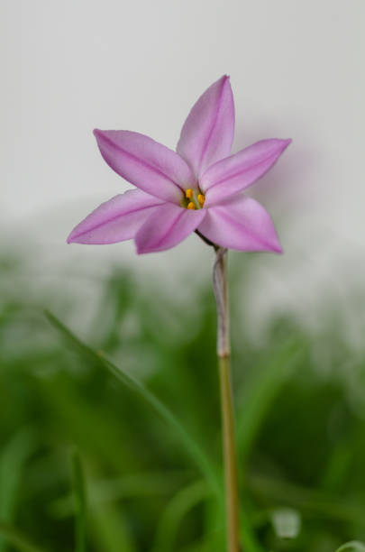 il fiore stellato di colore rosa - nature selective focus green vertical foto e immagini stock