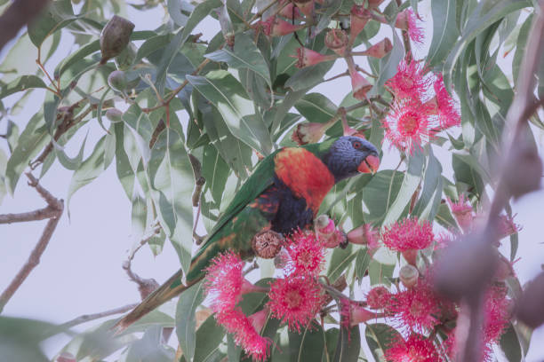 colourful rainbow lorikeet parrot on a red gum tree eucalyptus branch