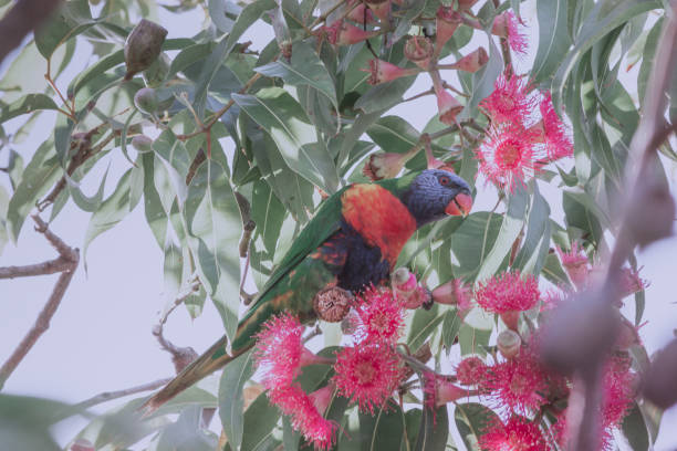 colourful rainbow lorikeet parrot on a red gum tree eucalyptus branch background textured wallpaper inspiration design Australia
Australian animal bird lory photos stock pictures, royalty-free photos & images