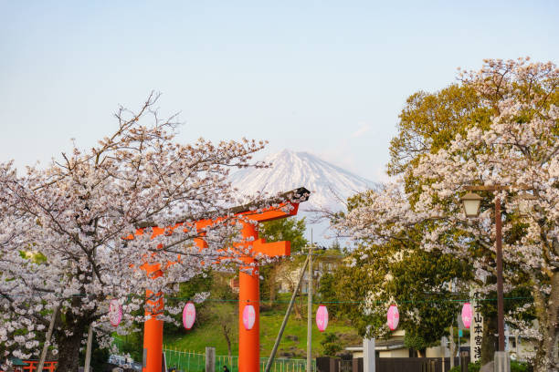 fleurs de cerisier et mont fuji - natural landmark famous place travel destinations nature photos et images de collection