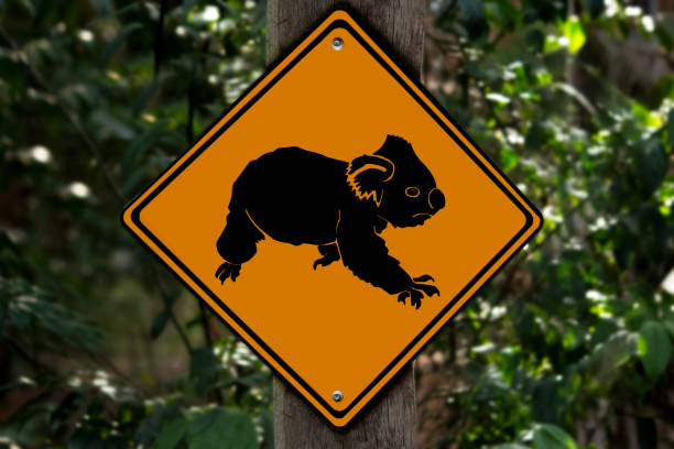 Australian road sign koala bear animal beware stock photo