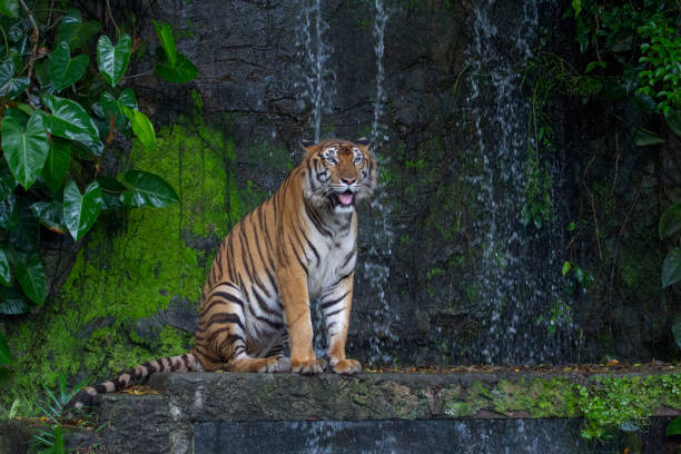 istock tiger sit down in front of waterfall 1142988630