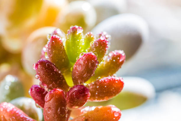 shading, succulent, sedum, sedum, plant, flower, flowerpot, chinese, green, pink, glutinous, farming, cute, wallpaper,Pictorial, bonsai, ceramic, flower pot, small,