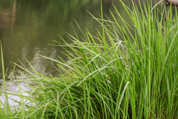 istock Grass and water before sunset for background at thailand 1142988811