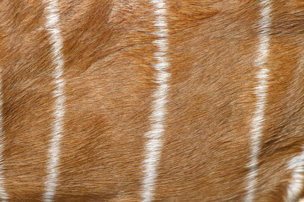 female Nyala skin for pattern