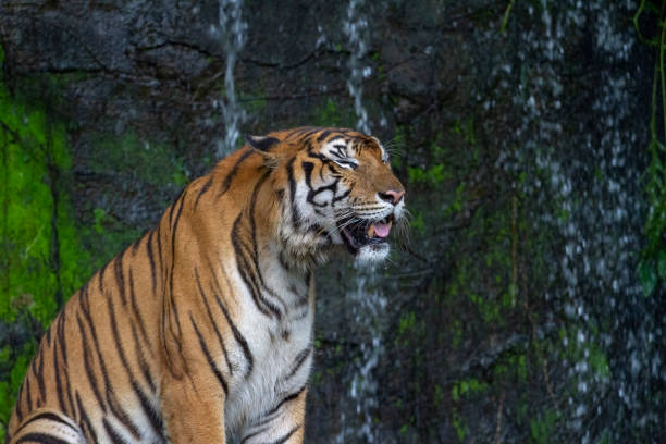 istock tiger sleep in front of waterfall 1142989238