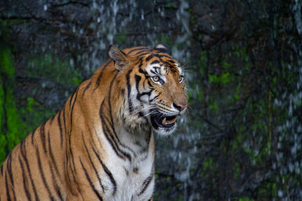 istock tiger sit down in front of waterfall 1142989381