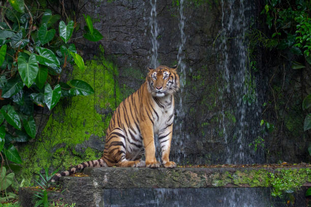 istock tiger sit down in front of waterfall 1142989412