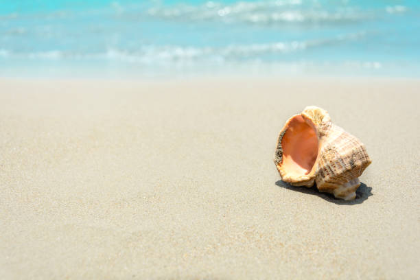 istock Shells on sandy beach. Tropical background. Travel and relax concept 1142989852