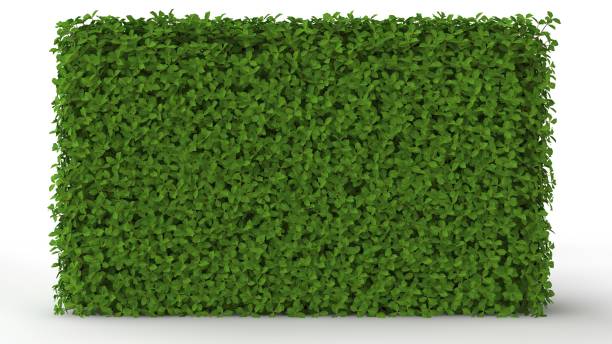 istock 3d rendering of a green plant isolated on white 1142990580