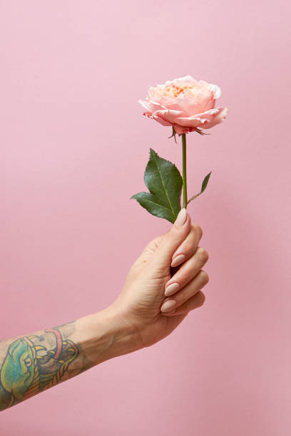 istock Woman's hand with tattoo holds a pink rose on a pink background with copy space. Postcard layout 1142991132