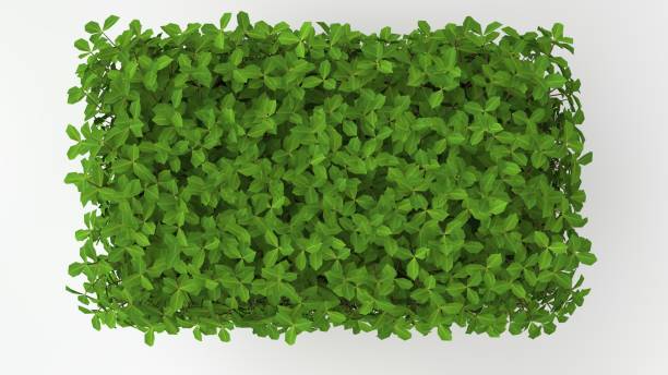 istock 3d rendering of a green plant isolated on white 1142993035