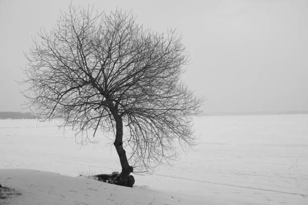 istock In the forest trees without leaves. 1142993466