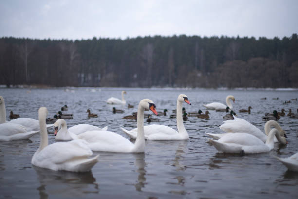 istock Swans swim in the river. 1142993472